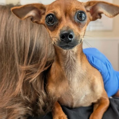 Brother Wolf Animal Rescue: A Shelter Washed Away, But Compassion Held Strong