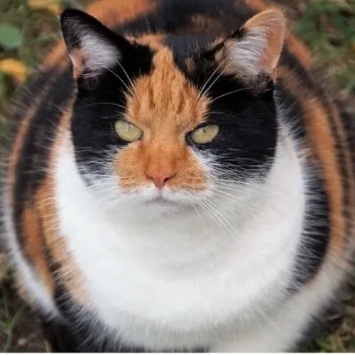 Keeping Kitty Slim, Trim and Healthy